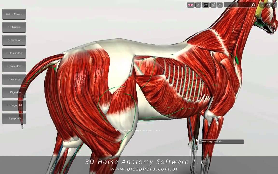 horse show software program
